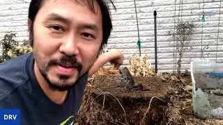 HARVESTING MY CONTAINER PURPLE SWEET POTATOES