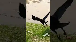 crow #crow #nature #river #animal #birds #birdslover