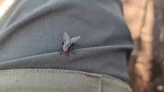 Fleischfliege Gefilmt