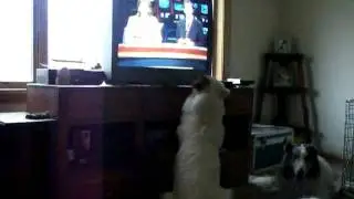 Chucks daughter Sweetski & TV #1