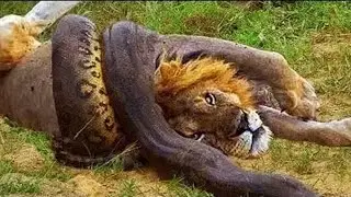 pelea SERPIENTE VS LEON