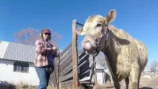 Cattle Feed. Finding the right treat for your cow
