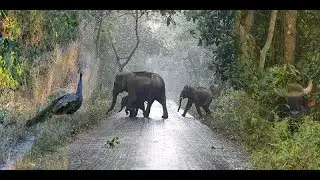 Chilapata Forest Tour - Jungle Safari | Weekend Trip | Buxa Tiger Reserve - Jayanti |  North Bengal