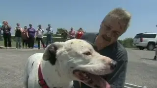 Owner to dog: You were ripped from me