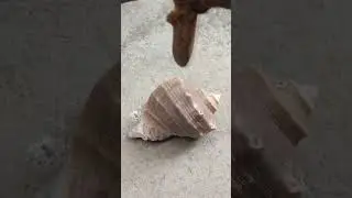 Can a Snail Shell Cast Aluminum? An Experiment #shorts #viralvideo #restoration #experiment