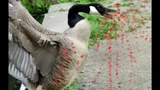 goose attacks people,
