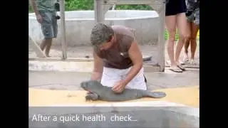 A small ray of Hope - Possibly the smallest manatee calf ever!