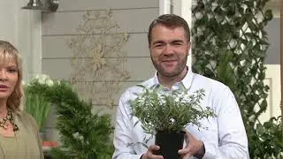 Cottage Farms Grand Cascade Butterfly Bush on QVC