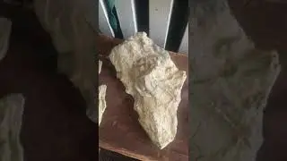 suspected fossilized tree bark