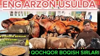 SARIQ BOLANI QOY FERMASIDAN QOCHQOR BOQISH SIRLARI ARZON USULDA VA KERAKLI MUHIM  MA'LUMOTLAR 