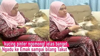 BIKIN GEMES! kucing Ngadu ke Emak sampai Ngomong TOLONG karna di Nakalin/kompilasi kucing lucu
