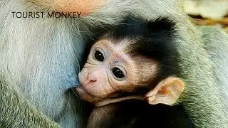 Who know the name of this newborn monkey,Very famous newborn monkey in the troop.Tourist Monkey 1214