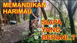 Cak Sholeh lagi memandikan si Mulan harimau