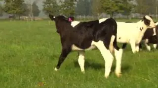 Queen of Calves &ndash; How It Works