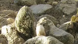 Bandurrita pico recto (Ochetorhynchus ruficaudus) llevando comida al nido - PP Cumbres Calchaqu&iacute;es