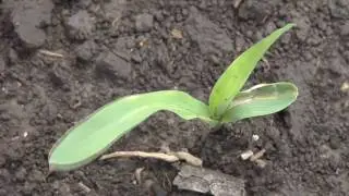 Wheat Seed Treatment (From Ag PhD #594 8/23/09)