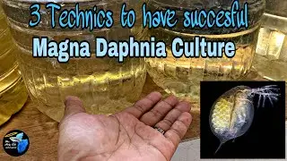 3 Things you need to know for succesful Magna Daphnia Culture | Tagalog #ambagserye