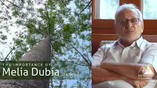 The Importance Of Melia Dubia (Kadbevu) - By Mr. Moiz Vagh