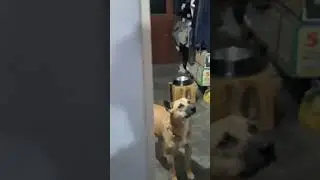 Leo's Treat Obsession #shorts #ytshorts #leo #dbrownmixstudio #dog