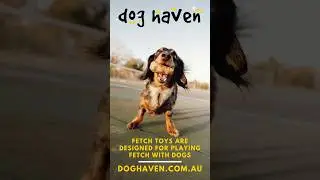 Fetch Toy is a popular and enjoyable game for many dogs | doghaven.com.au