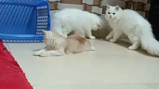 Kittens are fighting. Kitten Mickey and Kitten Tom.#matercat #funnyanimals #matercat #funnycats 
