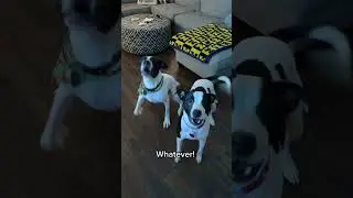Boys fight over their new chew toy #chewtoy #chewtoys #dogtoys #dogtv