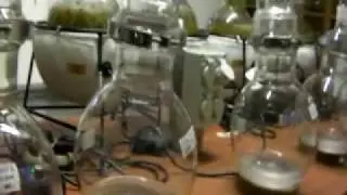 Soluna Spagyric Production - Distillation