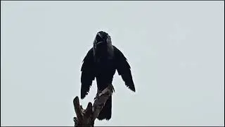New song off crow sound. Crow cawing angry bird. Funny crow eating wood 🤣.