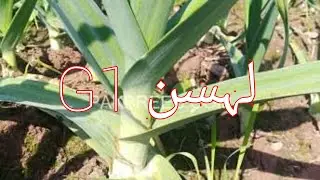 G1 Lehsan Lagai || G1 Garlic Farming || G1 Garlic 2021