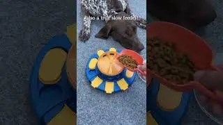 KADTC Puzzle toys! Best dog Toy in USA! D90996 #dogtoys#dogpuzzletoy#dogslowbowl#dogbowl#funnydogs