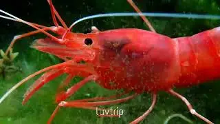 Danau Udang Merah Sombano, Wakatobi | Sultra | Luvtrip