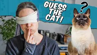 Can I Find My Siamese Cat While Blindfolded?