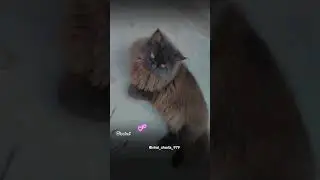 #billa#love#cute#funny#cat#masti#catlovers#vlogger#catholic#babu#trendingshorts#views#viralvideo