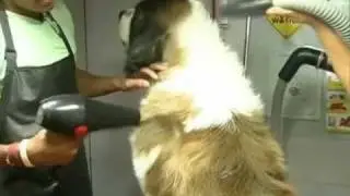 Mumbai's only mobile pet salon