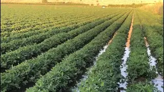 Yerfıstığı Yetiştiriciliği 🥜🥜|| Ekimden Hasata Yerfıstığında Yapılan Tüm Uygulamalar🥜🥜|| #peanut
