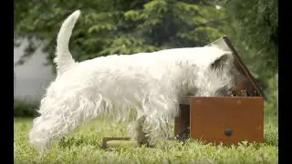 Yummy Pet Box
