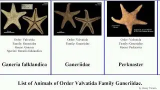 List of Animals of Order Valvatida Family Ganeriidae. perknaster aurorae aurantiacus Cycethra Time