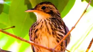 The Puff-throated Babbler | Foraging & Perching