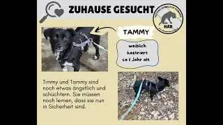 Timmy + Tammy  suchen eine Familie 💖🙏🏻 #animalwelfare #hund #adoptdontshop #adoptstrays #straydogs
