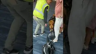 Sniffing Out Trouble: K-9s on Carnival Cruise Drug Patrol! #carnivalcruise #cruiselife #k9