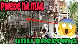 DREAM LOFT NATIN MAY BREEDING SECTION NA | TEAM CHAMBALERO BROS