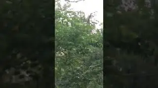 Bugio-ruivo (Alouatta guariba clamitans) no sitio em Viam&atilde;o RS