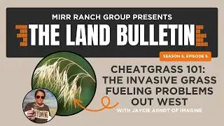 Cheatgrass 101: The Invasive Grass Fueling Problems Out West