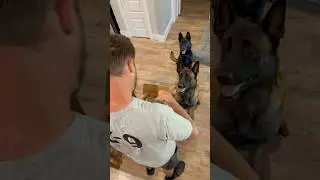 Whiskey, Mans Best Friend #smartdog  #belgianmalinois #mansbestfriend #dogdad