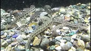 (Fresh water) Aquarium　県営さいたま水族館　シマドジョウ　Japanese striped loach　Cobitis biwae