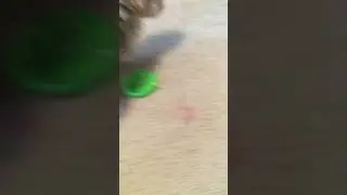 Soldier dog