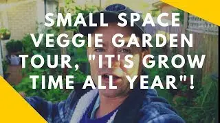 Productive Small Space Urban Vegetable Garden Update