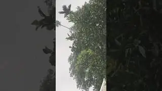 Cyclone 15 August in Assam #tornadodamage #tornado #weather #news #storm #rain #nature
