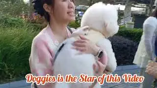 Dog and the Dog Lovers at North Point Harbour 