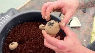 Potato Trials Pt1 - Grow with Mills ft Dale Toten